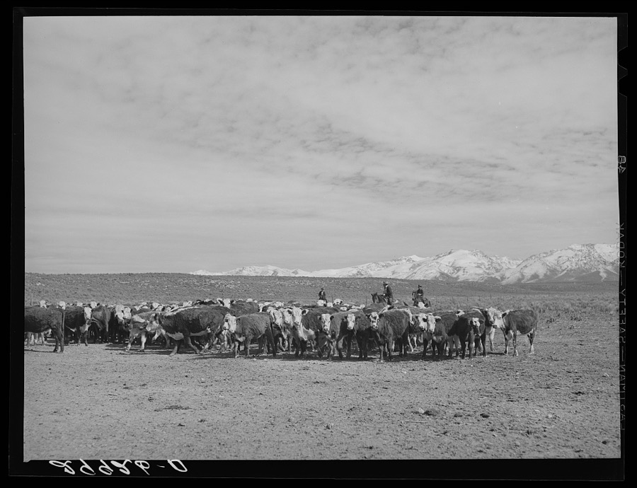 Rounding up of cattle. Elko County, Nevada