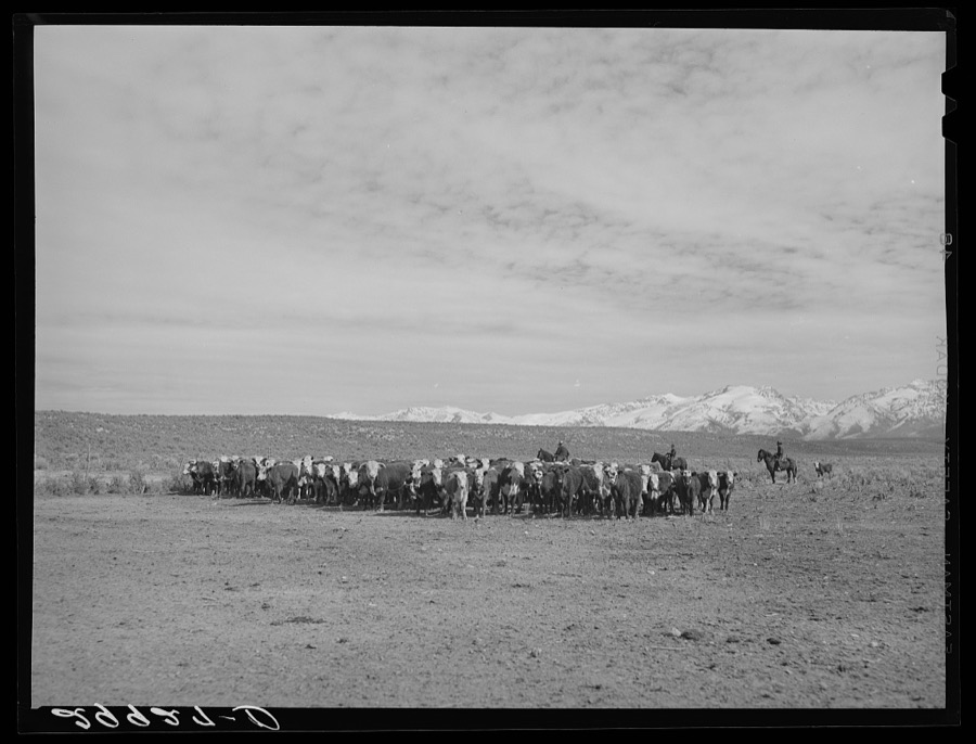 Rounding up of cattle. Elko County, Nevada