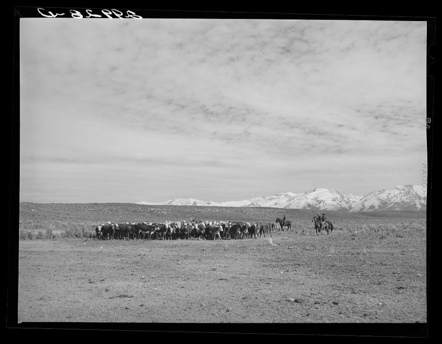 Rounding up of cattle. Elko County, Nevada