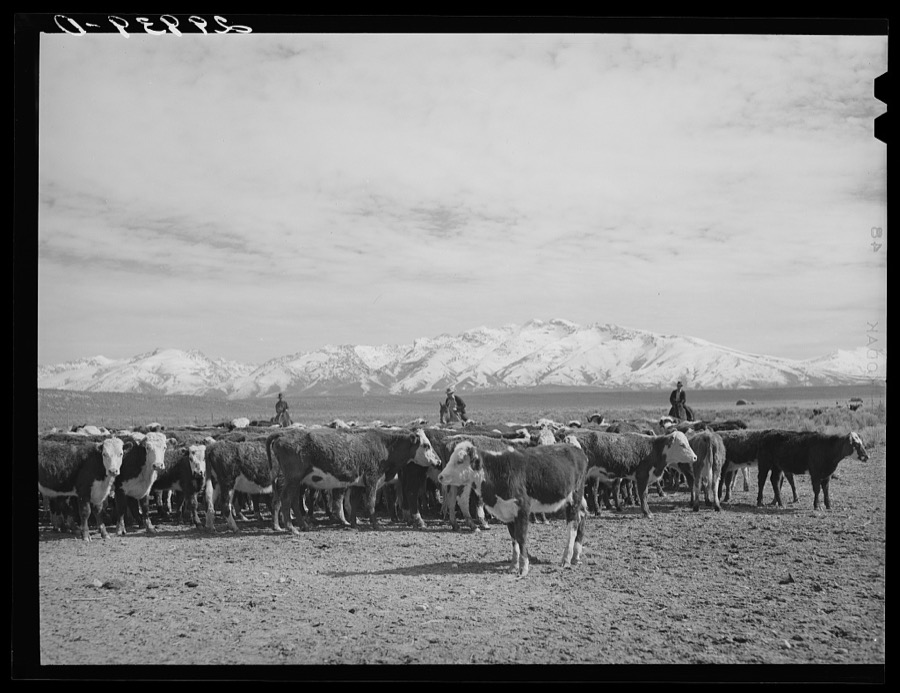 Rounding up of cattle. Elko County, Nevada