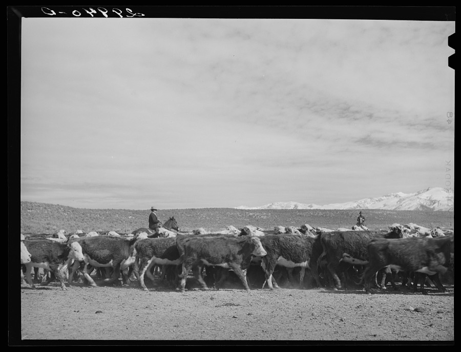 Rounding up of cattle. Elko County, Nevada