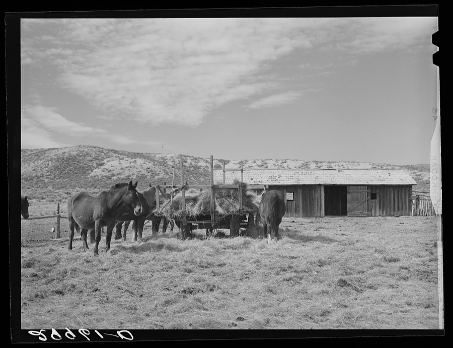 Horses feeding at haywagon. Elko County, Nevada