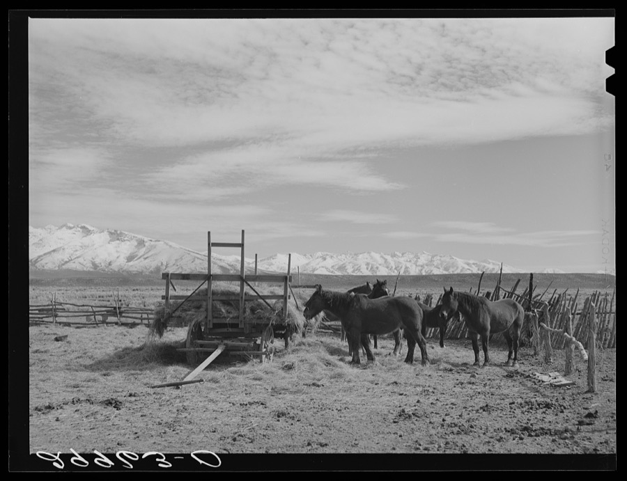 Horses, cattle ranch. Elko County, Nevada