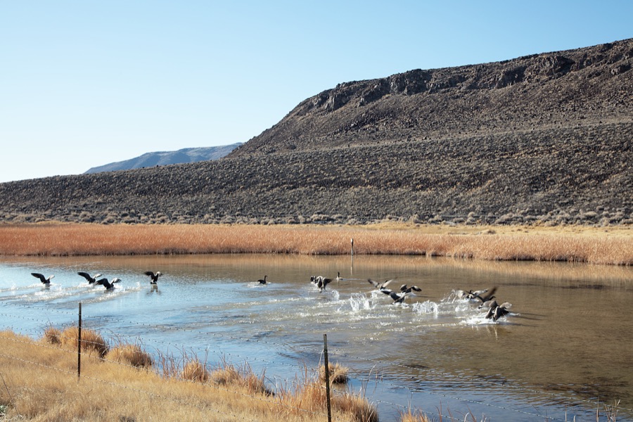 Geese take flight in a remote irrigation canal near the small city of Fernley in northwest Nevada