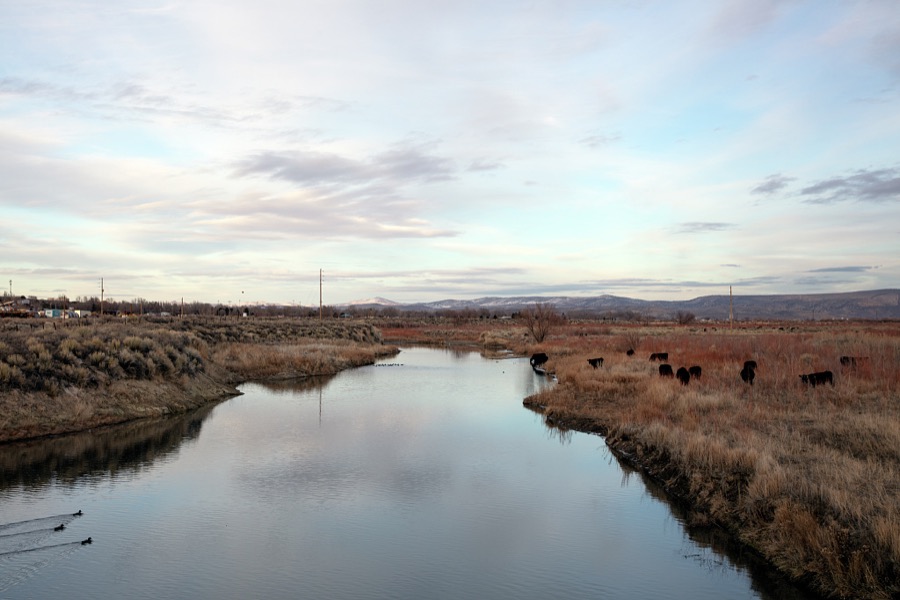 Cattle stop by an irrigation canal for a drink in desolate northern Nevada, near the town of Carlin