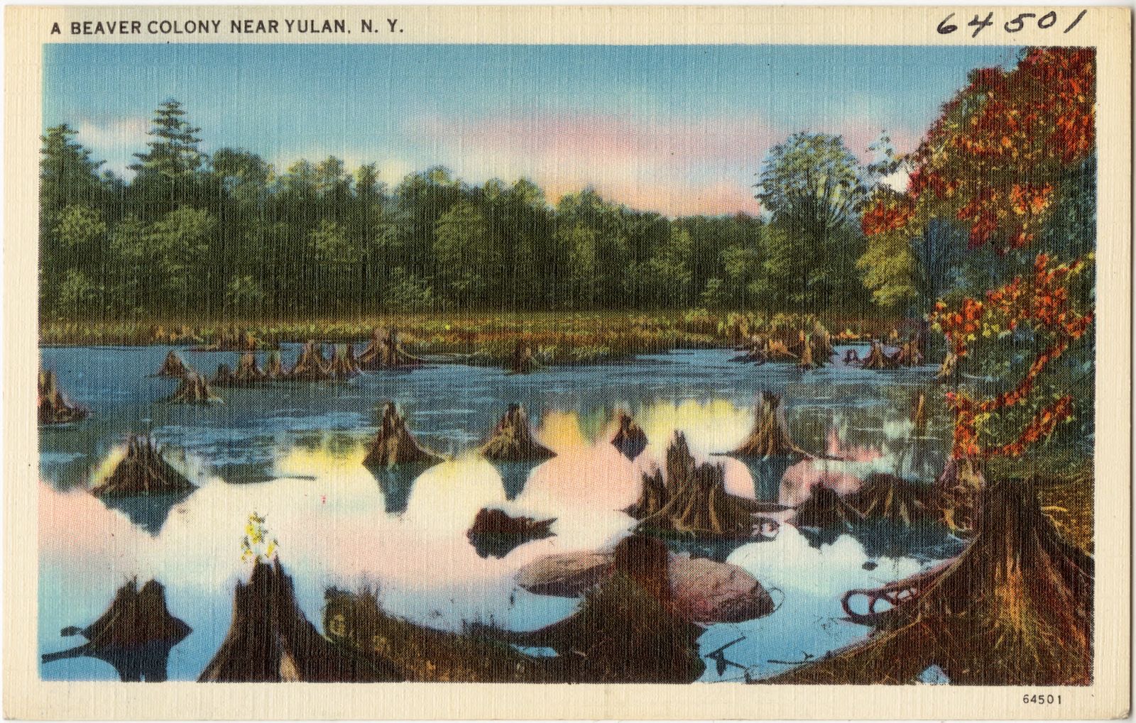 A beaver colony near Yulan, N. Y., Boston Public Library - undated