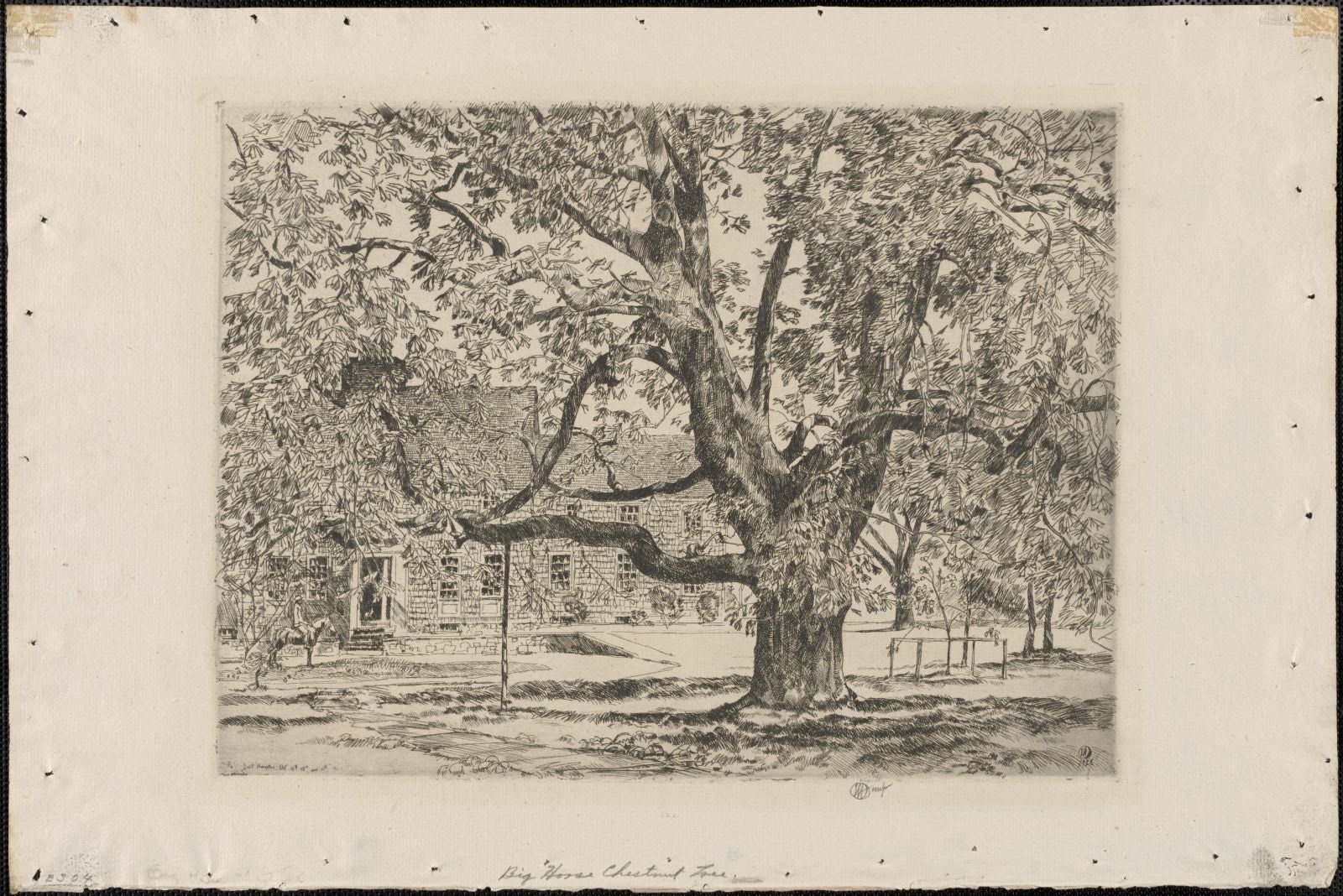 Big horse chestnut tree, Boston Public Library - undated