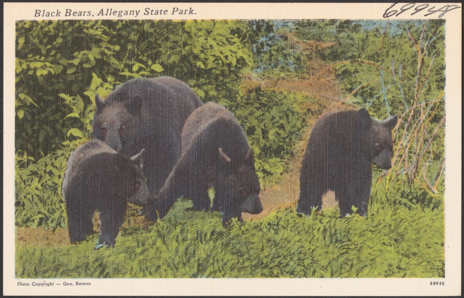 Black bears, Allegany State Park, Boston Public Library - undated