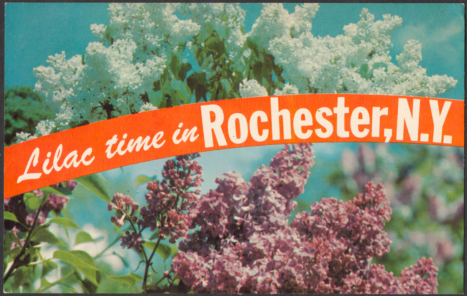 Lilac time in Rochester, N.Y., Boston Public Library - undated