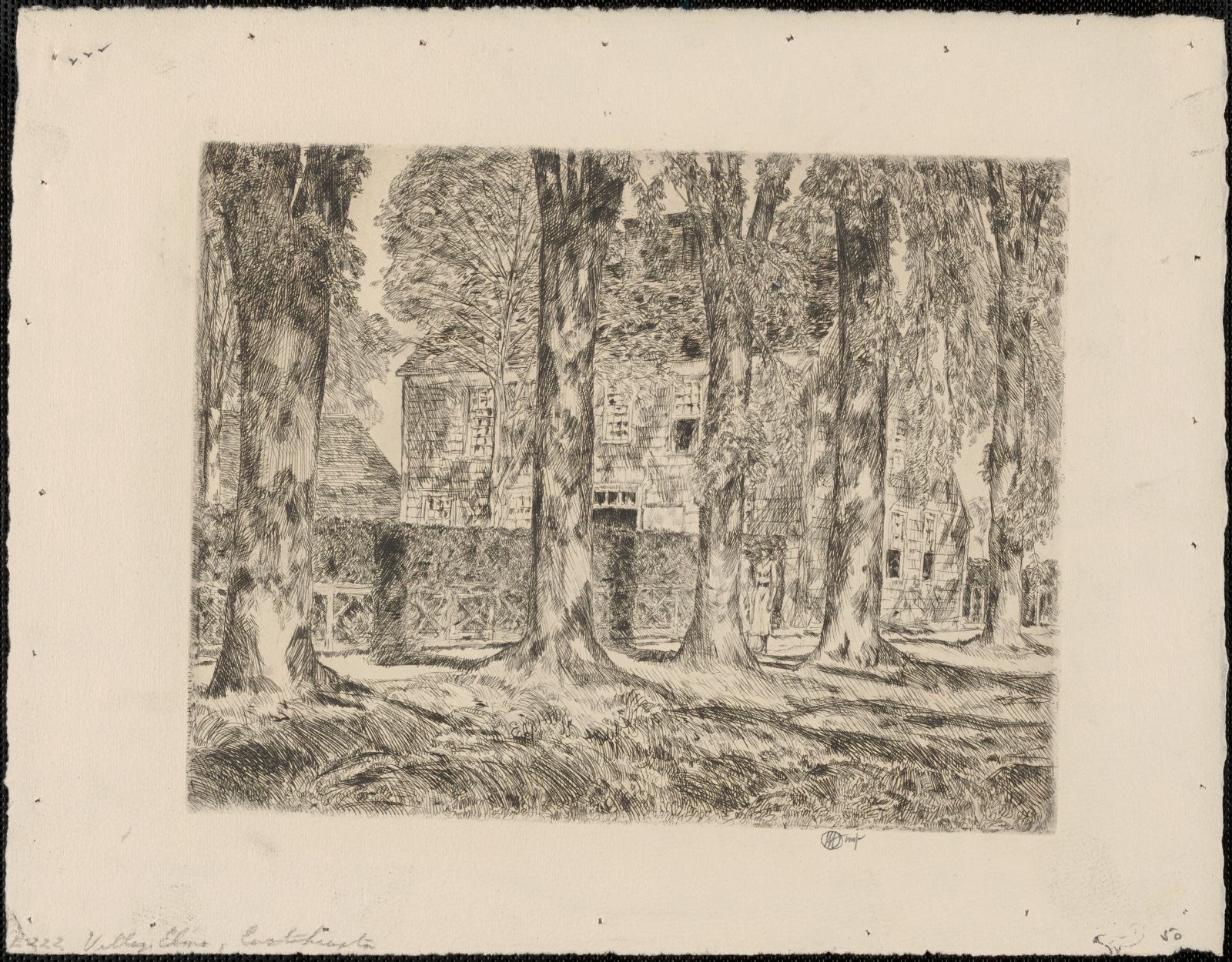 Village elms, Easthampton, Boston Public Library - undated