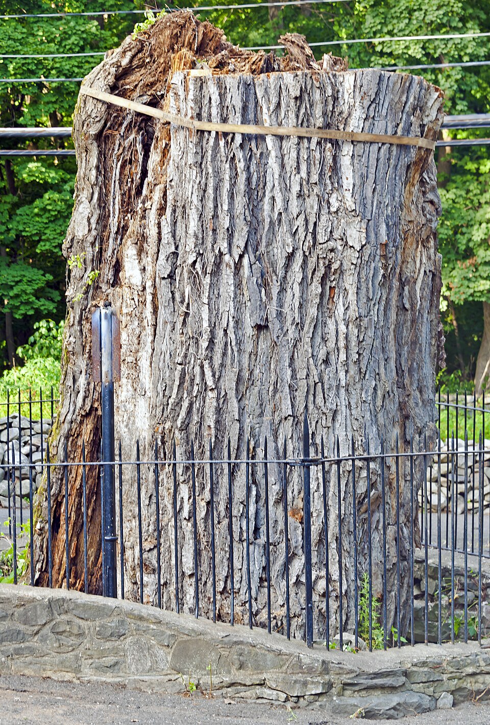 Photograph of Bloomer-Dailey House and Balmville Tree