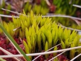 A photograph of the species Dicranum undulatum, not of this specimen