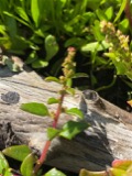 A photograph of the species Chenopodium glaucum, not of this specimen