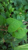 A photograph of the species Polygonum cilinode, not of this specimen