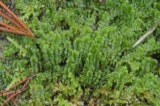 A photograph of the species Barbilophozia barbata, not of this specimen
