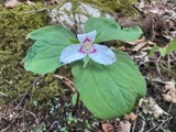 A photograph of the species Trillium undulatum, not of this specimen