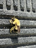 A photograph of the species Bombus perplexus, not of this specimen