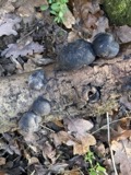 A photograph of the species Daldinia concentrica, not of this specimen