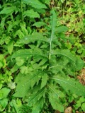 A photograph of the species Puccinia cnici-oleracei, not of this specimen