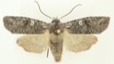 A photograph of the species Lithophane tepida, not of this specimen