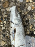 A photograph of the species Catostomus catostomus, not of this specimen