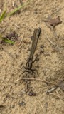 A photograph of the species Phanogomphus spicatus, not of this specimen