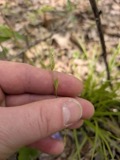 A photograph of the species Carex deweyana, not of this specimen