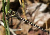 A photograph of the species Cordulegaster maculata, not of this specimen