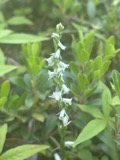 A photograph of the species Spiranthes lacera, not of this specimen