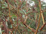 A photograph of the species Monotropa procera, not of this specimen