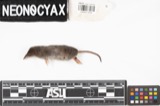 A photograph of the species Sorex fumeus, not of this specimen