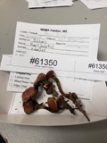 A photograph of the species Boletus rubellus, not of this specimen
