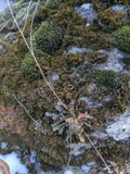 A photograph of the species Arabidopsis lyrata, not of this specimen