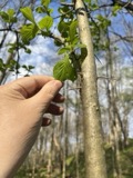 A photograph of the species Crataegus punctata, not of this specimen