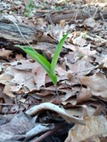 A photograph of the species Polygonatum biflorum, not of this specimen