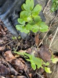 A photograph of the species Aquilegia vulgaris, not of this specimen