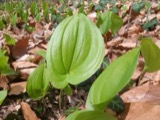 A photograph of the species Maianthemum bifolium, not of this specimen