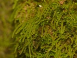 A photograph of the species Myurella sibirica, not of this specimen
