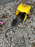 A photograph of the species Rattus rattus, not of this specimen