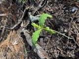 A photograph of the species Asclepias amplexicaulis, not of this specimen