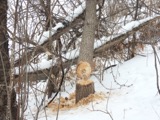 A photograph of the species Castor canadensis, not of this specimen