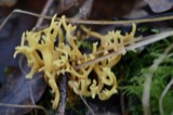 A photograph of the species Clavaria fusiformis, not of this specimen
