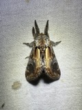 A photograph of the species Notodonta scitipennis, not of this specimen