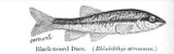 A photograph of the species Rhinichthys atronasus, not of this specimen