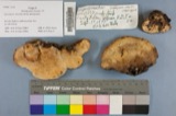 A photograph of the species Polyporus immitis, not of this specimen