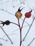 A photograph of the species Rosa blanda, not of this specimen