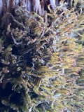 A photograph of the species Crossocalyx hellerianus, not of this specimen