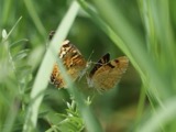 A photograph of the species Phyciodes batesii, not of this specimen