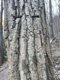 A photograph of the species Quercus montana, not of this specimen