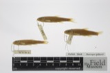 A photograph of the species Notropis gilberti, not of this specimen